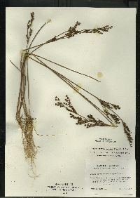 Juncus brevicaudatus image