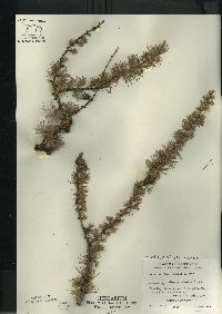 Larix laricina image