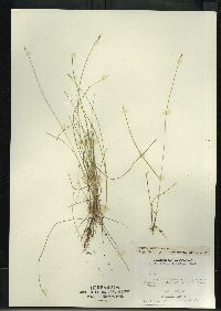 Carex leptalea subsp. leptalea image