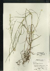 Poa alsodes image