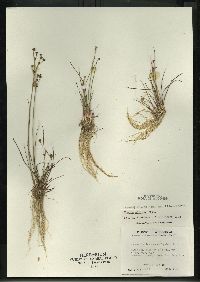 Juncus alpinoarticulatus image