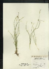 Carex disperma image