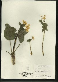 Caltha palustris image