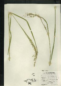 Glyceria canadensis image