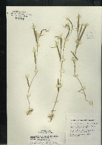 Dichanthelium villosissimum var. praecocius image