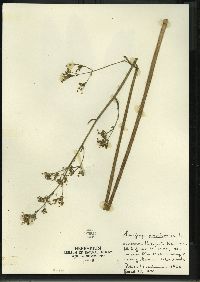 Micranthes pensylvanica image