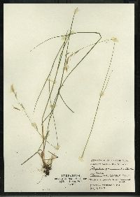 Schizachne purpurascens image