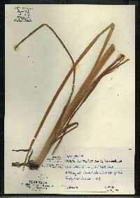 Sparganium eurycarpum image