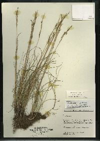 Festuca rubra image