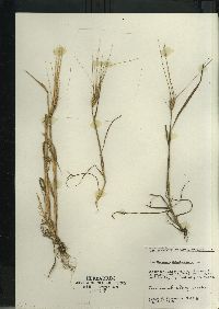 Triticum aestivum image