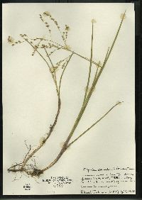 Glyceria canadensis image