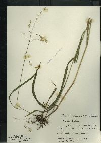 Bromus nottowayanus image