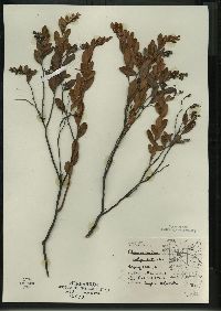 Chamaedaphne calyculata image