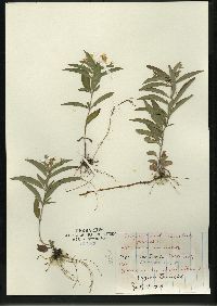 Lysimachia lanceolata image