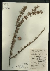 Larix laricina image