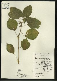 Laportea canadensis image