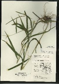 Elymus hystrix image