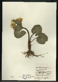 Caltha palustris image