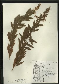 Spiraea alba image