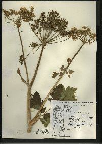 Angelica atropurpurea image