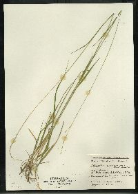 Schizachne purpurascens image