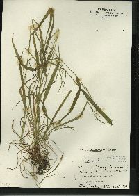 Festuca subverticillata image