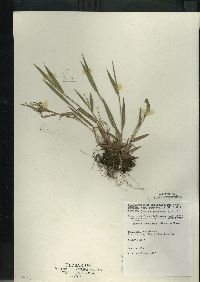 Dichanthelium villosissimum var. praecocius image