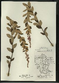 Spiraea tomentosa image