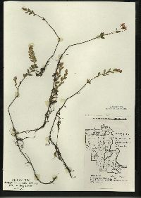 Vaccinium macrocarpon image