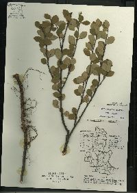 Betula pumila image