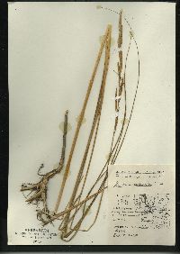 Spartina pectinata image