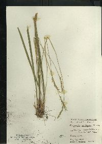 Oryzopsis asperifolia image