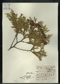 Thuja occidentalis image