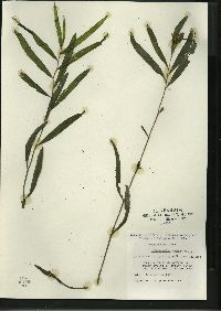 Potamogeton alpinus image