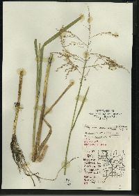 Glyceria canadensis image