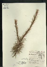 Larix laricina image