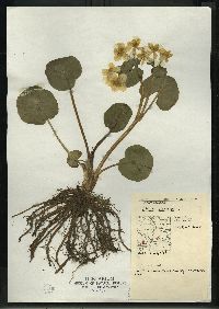 Caltha palustris image