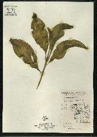 Potamogeton amplifolius image