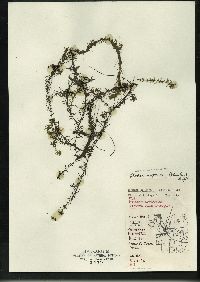 Elodea nuttallii image