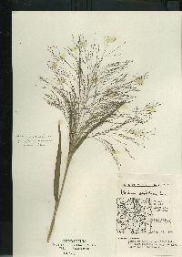 Panicum capillare subsp. capillare image