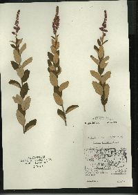 Spiraea tomentosa image