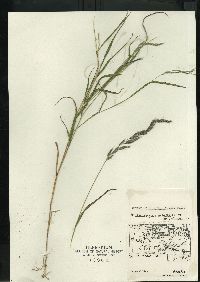 Muhlenbergia mexicana image