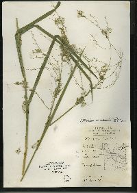 Glyceria canadensis image