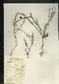 Vaccinium oxycoccos image