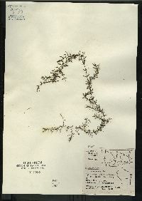 Ceratophyllum demersum image