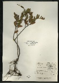 Chamaedaphne calyculata image