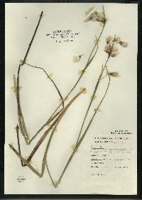 Eriophorum angustifolium subsp. angustifolium image