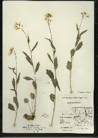 Cardamine bulbosa image