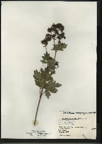 Thalictrum dasycarpum image