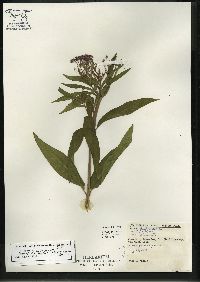 Asclepias incarnata subsp. incarnata image